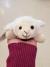 Pocket Pets - Lamb